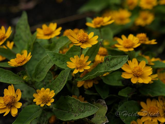 Melampodium paludosum Million Gold.JPG